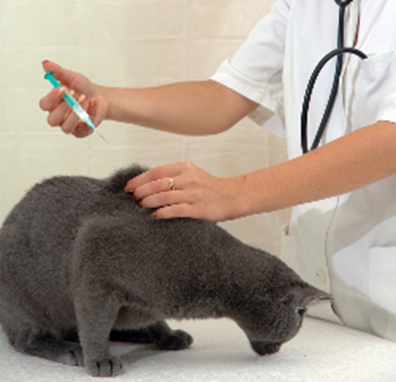 Vaccination d'un chat