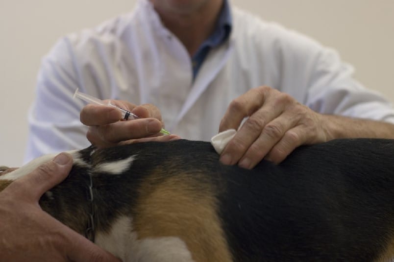 Vaccination d'un chien